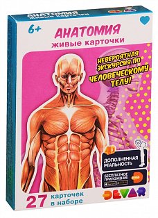 Анатомия (27 карточек)
